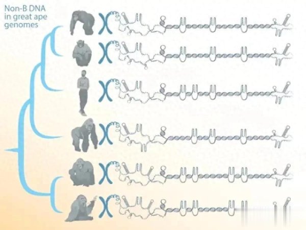 益牛网 古老蛋白质揭开200万年前人类近亲之谜